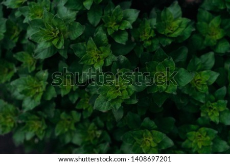 green plant texture, nature after rain, selective focus