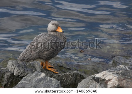 Flightless Steamer-Duck (Tachyeres pteneres), female resting  in Ushuaia, Tierra del Fuego, Argentina.