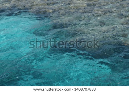 corals in the sea blue transparent