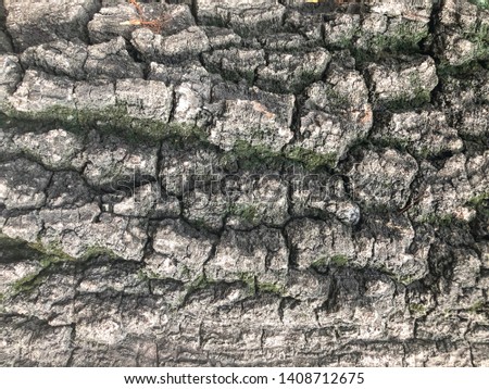 Background from the surface of trees.