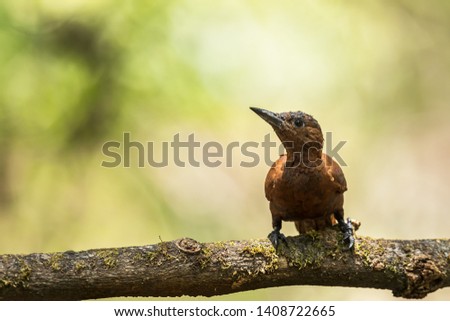 Rufous Woodpecker, Abloli, Konkan, India