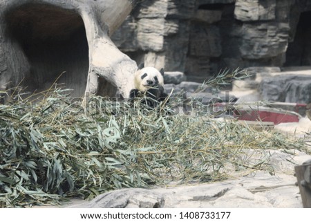 Giant Panda eating bamboo in Beijing  Zoo 2019