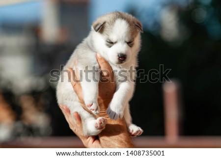 Little Siberian Husky puppy outdoors