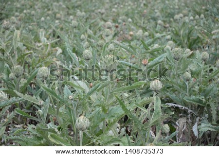 Artichokes on the field in the province of Valencia, Spain