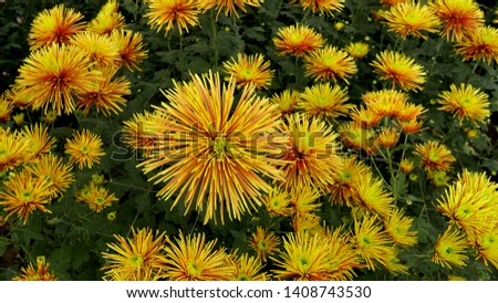This species of chrysanthemum flower called spider that has yellow color. Amazing chrysanthemums of the queen of autumn. Beautiful Flowers as background picture.