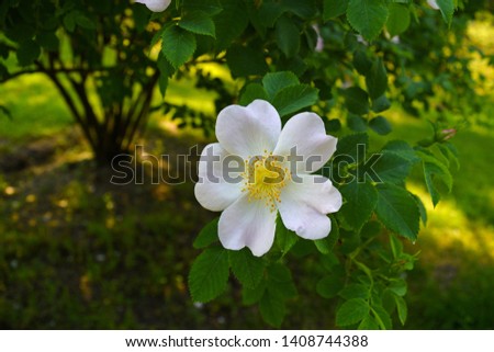 White flower on dark green foliage background
