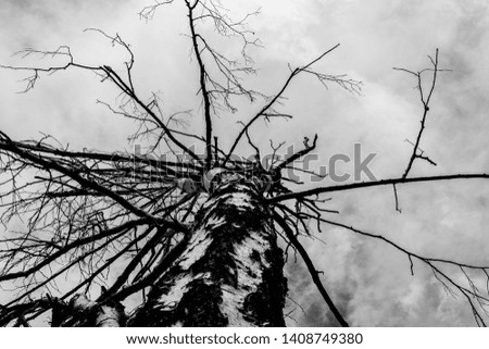 lonely dry tree on a background of gray clouds, view from the bottom, gloomy background