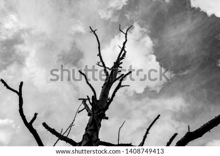 lonely dry tree on a background of gray clouds, view from the bottom, gloomy background