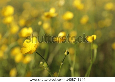 Spring flowers, buttercup, crowfoot, Ranunculus