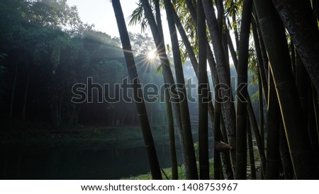 the morning sun view in the garden and bamboo trees on boonpring, Malang
 Royalty-Free Stock Photo #1408753967