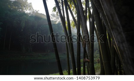the morning sun view in the garden and bamboo trees on boonpring, Malang
 Royalty-Free Stock Photo #1408753979