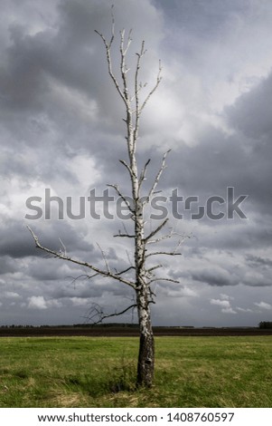 Lonely dry tree on a background of gray clouds, gloomy background
