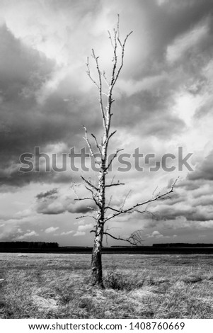 Lonely dry tree on a background of gray clouds, gloomy background