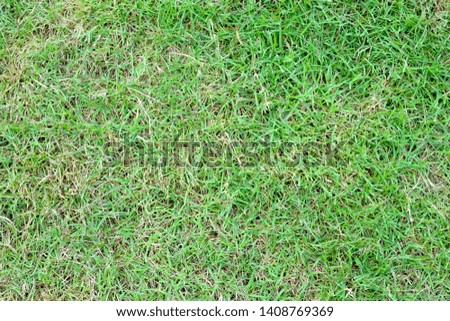 Texture of green grass for background or backdrop.