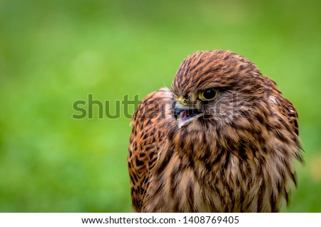Young common buzzard on a green background