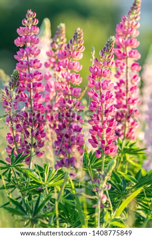 Blooming lupine flowers. A field of lupines. Sunlight shines on plants. Pink violet spring and summer flowers. Gentle warm soft colors, blurred background