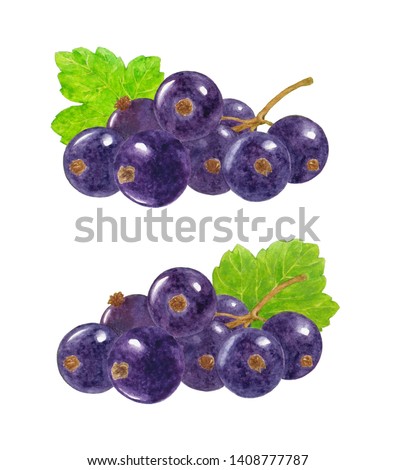 Black currant watercolor paintings on white background.