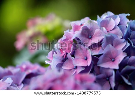 Close up of a hydrangea with blue, pink and purple flowers