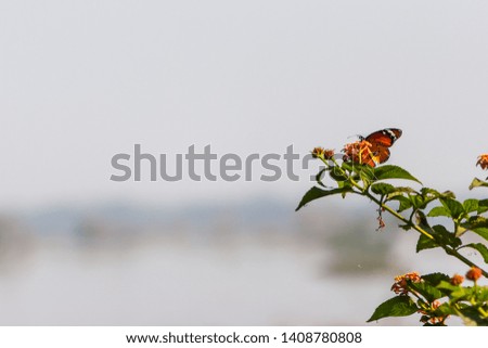 Butterfly (Danaus genutia) with beautiful wings pattern on the orange flower with defocused soft background.