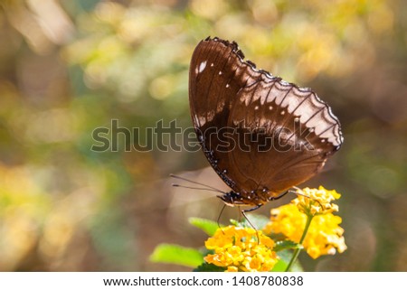 Butterfly (Hypolimnas bolina) with beautiful wings pattern on the yellow flower with defocused soft background.