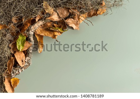 autumn leaves with sticks and grass with green copy space