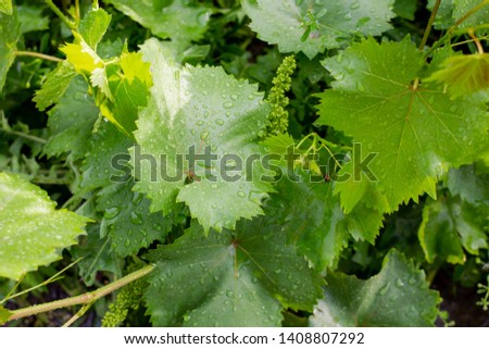 grape leaves with drops after rain