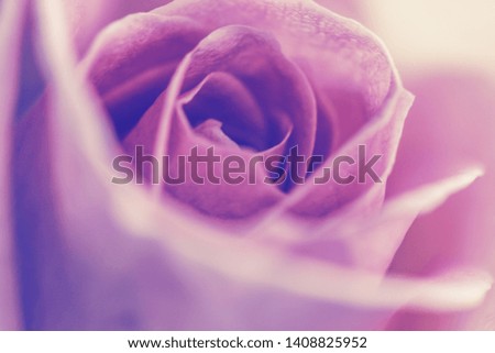 Beautiful pink, purple  Rose close up, soft focus