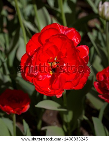 beautiful red tulips lit by the spring sun on a blurred background of leaves
