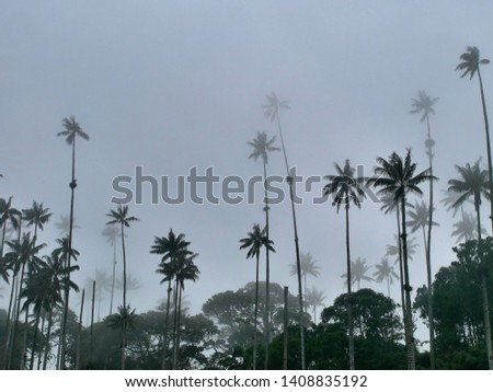 Giant Palm Trees on a Hill in a Cloudy Day at Cocora Valley, Colombia.