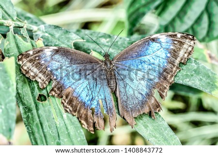 butterfly on leaf, photo as a background, digital image