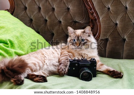 cat on the sofa with vintage camera