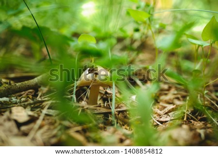 Mushroom growing in the forest
