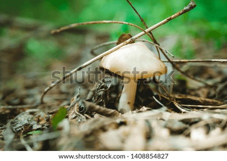 Fresh Mushroom Growing in the forest