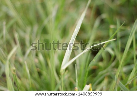 green summer grass after rain with water drops close up with blurred background