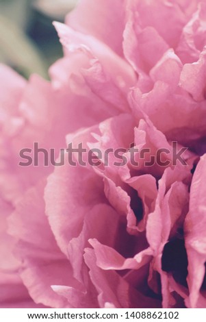beautiful peony and focus on pink petals