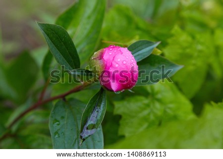 Pink peonies in the garden. Closeup pink peony in dew after the rain. Selective focus. Shallow depth of field.