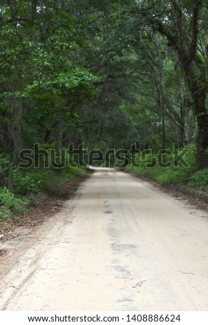 An old country dirt lane snakes through a southern oak and pine forest.