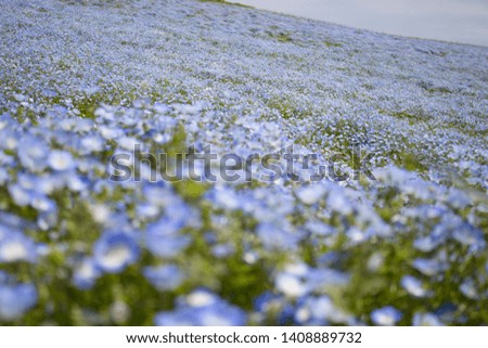 The blue nemophila hill is a very beautiful view