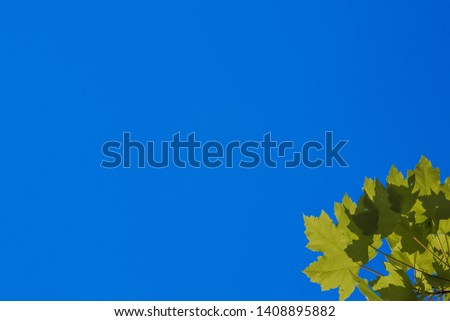 Bright blue sky background with green maple leafs in the bottom right corner.