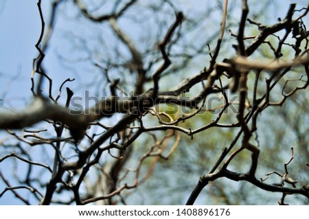 Macro picture of winding branches.
