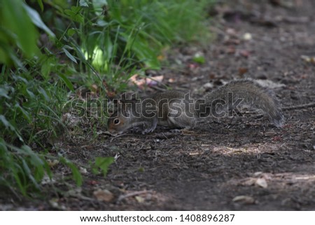 Background of a squirrel rabbit running  on the ground beside green grass.