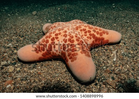 Starfish On the seabed in the Red Sea, eilat israel