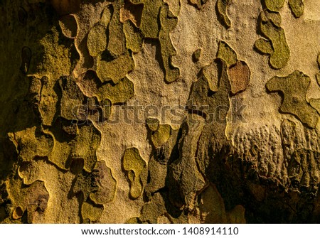 Background of tree bark with camouflage effect