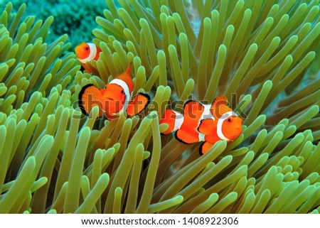 Orange clownfish (Amphiprion ocellaris) nemo in the green anemone. Underwater macro photography, colorful tropical fish. Scuba diving on the coral reef. Anemonefish underwater. Marine life. Royalty-Free Stock Photo #1408922306