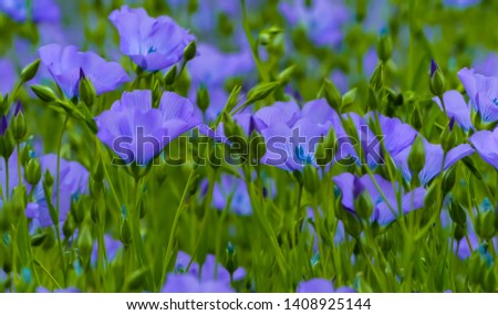 Close up of the blue flowerheads of Flax (Linum usitatissimum) growing naturally in a field of similar plants with green background. Oxfordshire, England.