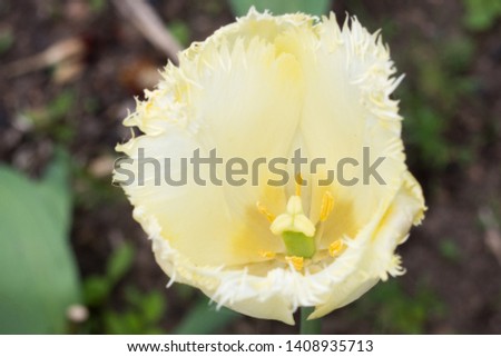yellow tulip stamen on green background