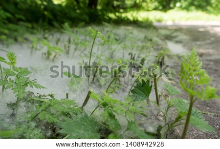 Poplar fluff. Hot summer day. The grass seems to be under the snow. Shooting close-up. The nature of the Central Russian strip. Parks of Russia. Royalty-Free Stock Photo #1408942928