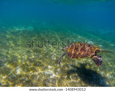 Sea tortoise dives in shallow water. Green turtle underwater. Wild animal in natural environment. Endangered species of coral reef. Tropical island seashore wildlife. Snorkeling or diving in tropics