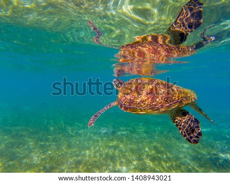 Sea tortoise by water surface. Green turtle underwater photo. Wild animal in natural environment. Endangered species of coral reef. Tropical island seashore wildlife. Snorkeling or diving in tropics