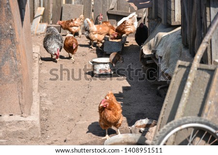 Rat steals food in the poultry yard. Royalty-Free Stock Photo #1408951511